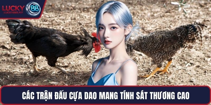 Các trận đấu cựa dao mang tính sát thương cao
