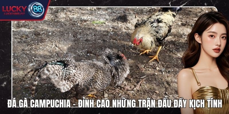 Đá Gà Campuchia
