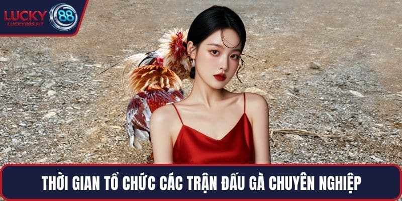 Thời gian tổ chức các trận đấu gà chuyên nghiệp