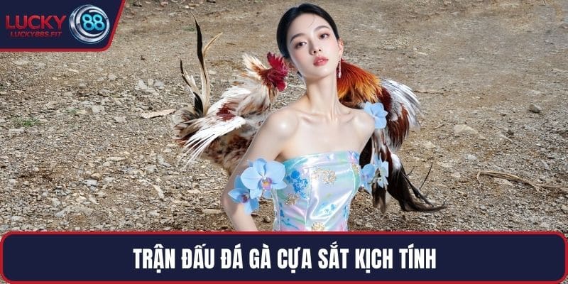 Trận đấu đá gà cựa sắt kịch tính